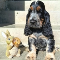 Lexus, blue roan and tan Englischer Cocker Spaniel Welpen kaufen