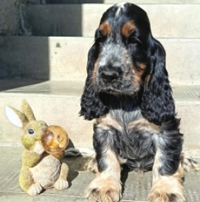 English Cocker Spaniel puppy for sale