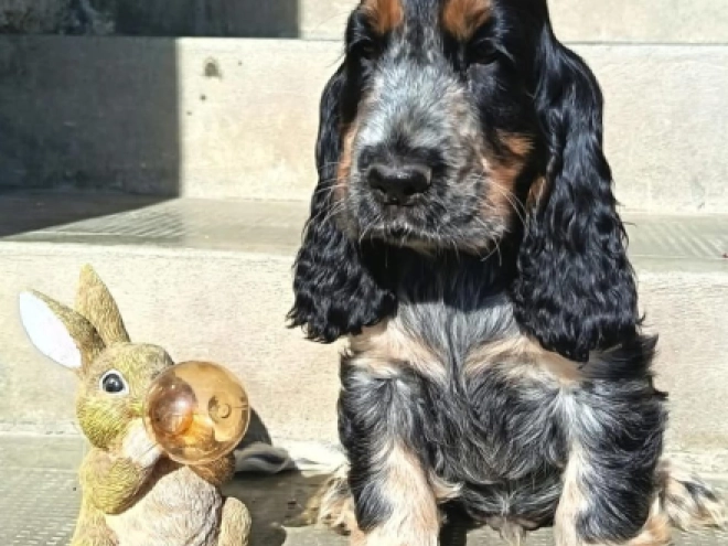 Englischer Cocker Spaniel Welpe kaufen