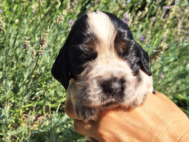 English Cocker Spaniel puppy for sale