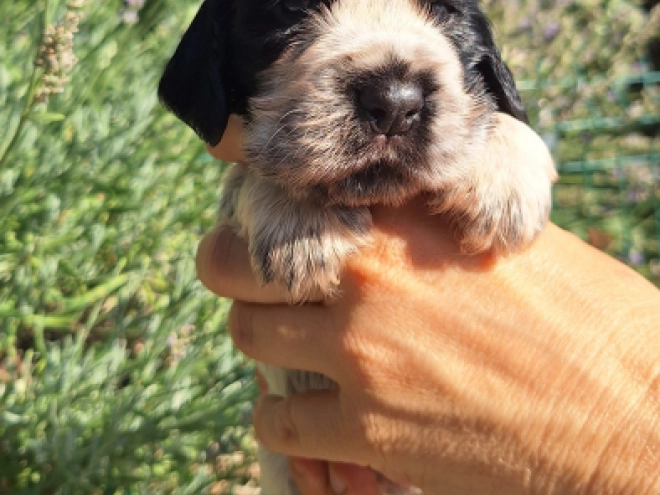 English Cocker Spaniel puppy for sale