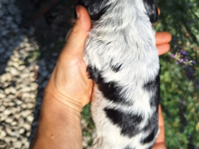 English Cocker Spaniel puppy for sale