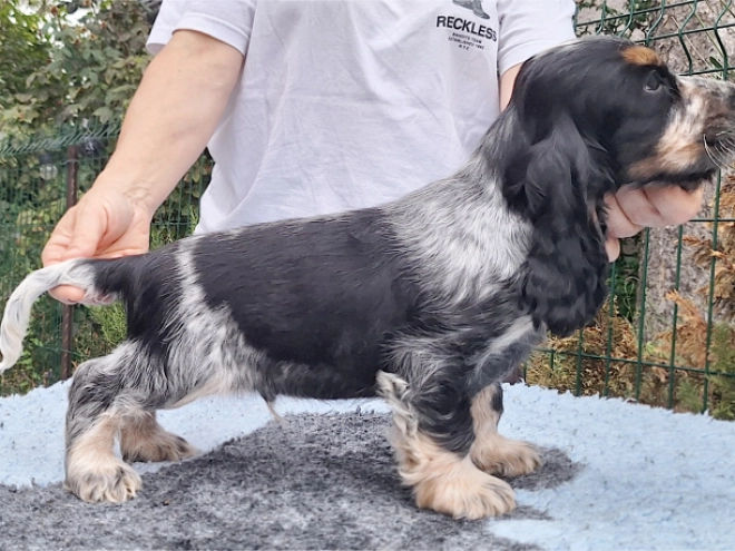 Englischer Cocker Spaniel Welpe kaufen