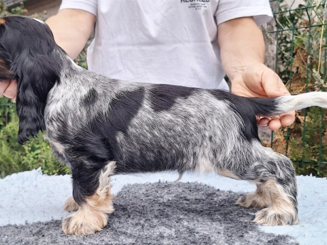 Englischer Cocker Spaniel Welpe kaufen