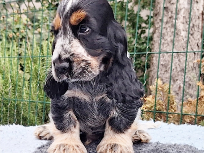 Englischer Cocker Spaniel Welpe kaufen