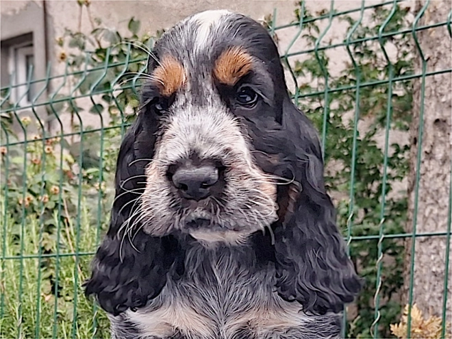 Englischer Cocker Spaniel Welpe kaufen