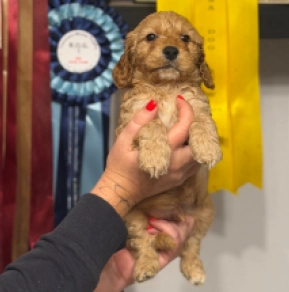 English Cocker Spaniel puppy for sale