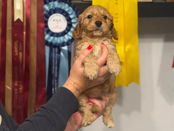 English Cocker Spaniel puppy for sale