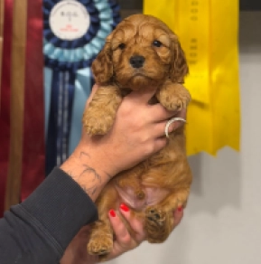 English Cocker Spaniel puppy for sale