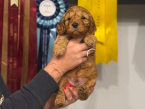 English Cocker Spaniel puppy for sale