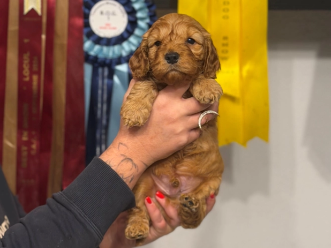 English Cocker Spaniel puppy for sale