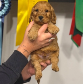 English Cocker Spaniel puppy for sale