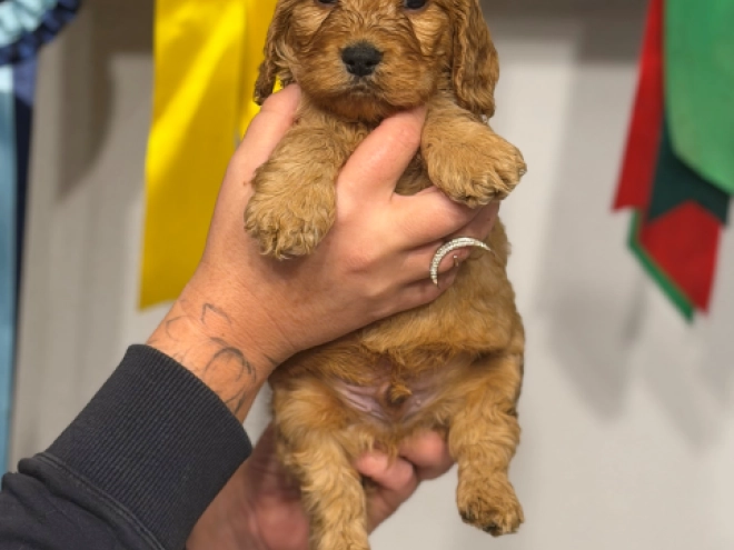 English Cocker Spaniel puppy for sale