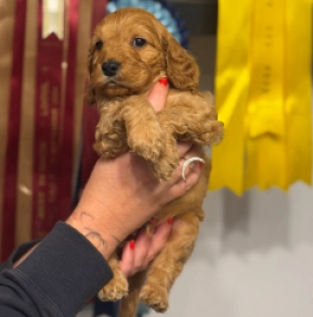 English Cocker Spaniel puppy for sale