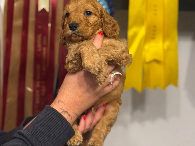 English Cocker Spaniel puppy for sale