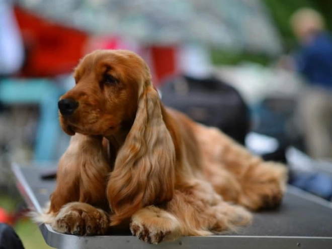 English Cocker Spaniel puppy for sale