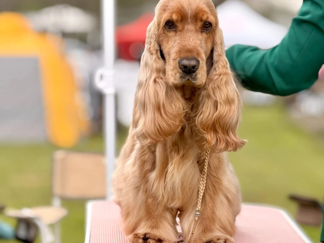English Cocker Spaniel puppy for sale