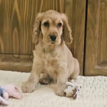 Goldie, golden Englischer Cocker Spaniel Welpen kaufen