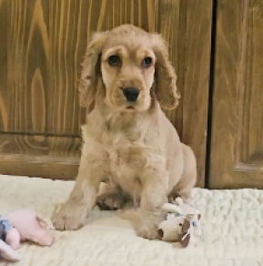 Englischer Cocker Spaniel Welpe kaufen