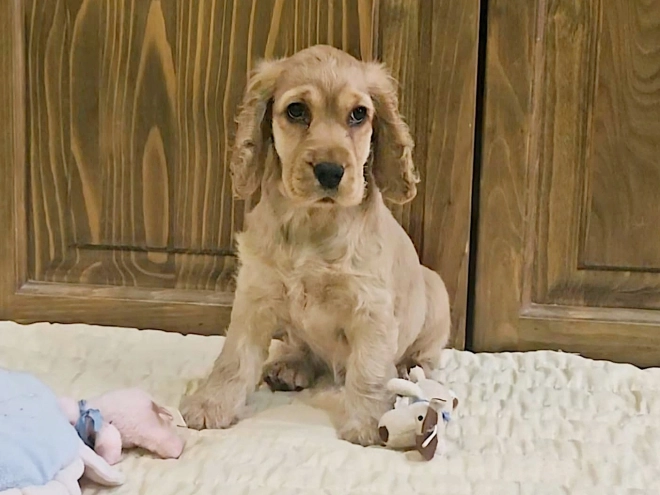 Englischer Cocker Spaniel Welpe kaufen