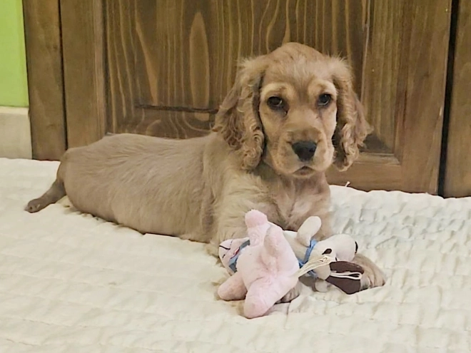 Englischer Cocker Spaniel Welpe kaufen