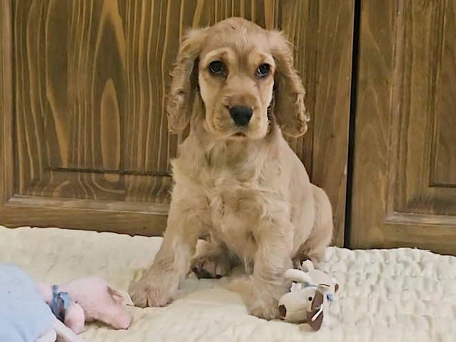 Englischer Cocker Spaniel Welpe kaufen