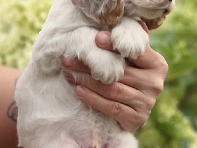 Englischer Cocker Spaniel Welpe kaufen