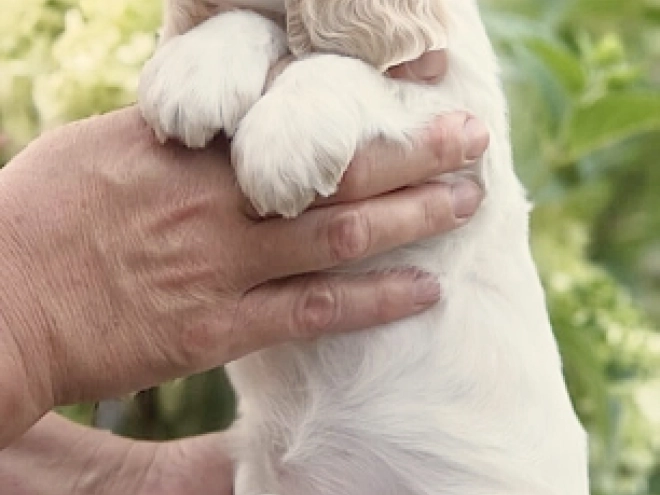 Englischer Cocker Spaniel Welpe kaufen