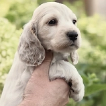Margarita, orange roan Englischer Cocker Spaniel Welpen kaufen