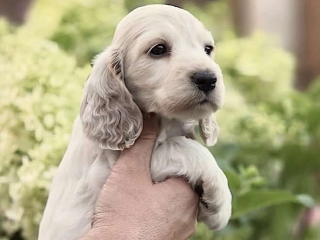 Englischer Cocker Spaniel Welpe kaufen