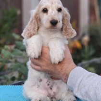 Margarita, orange roan Cocker Spaniel Inglés en venta