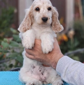 English Cocker Spaniel puppy for sale
