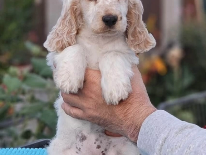 Englischer Cocker Spaniel Welpe kaufen