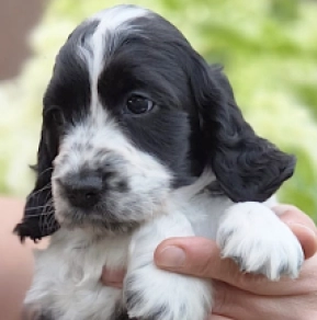 Englischer Cocker Spaniel Welpe kaufen