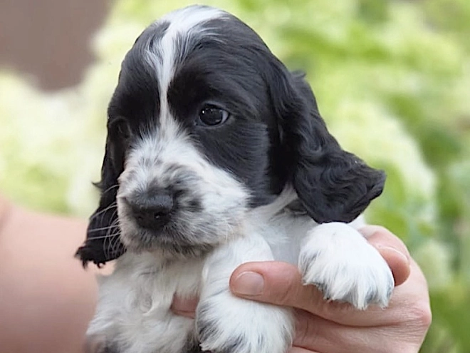 Englischer Cocker Spaniel Welpe kaufen