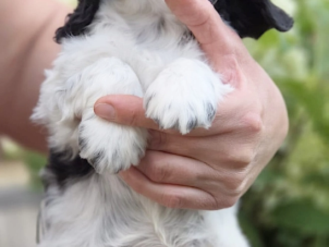 Englischer Cocker Spaniel Welpe kaufen