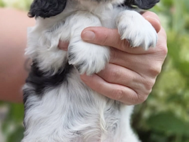 Englischer Cocker Spaniel Welpe kaufen