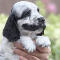 Lexus, blue roan Englischer Cocker Spaniel Welpen kaufen