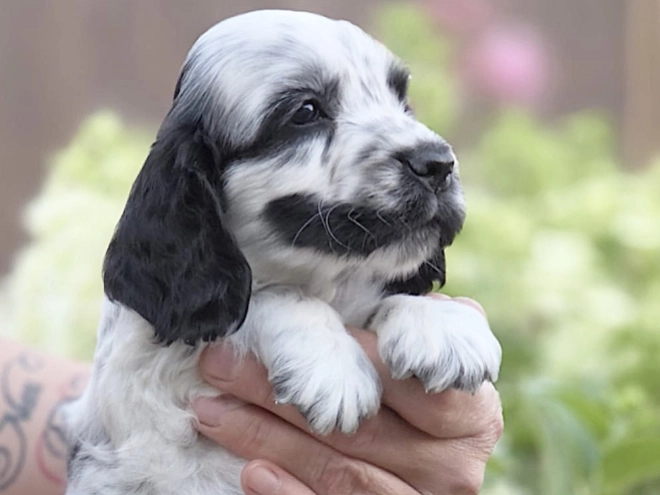 Englischer Cocker Spaniel Welpe kaufen