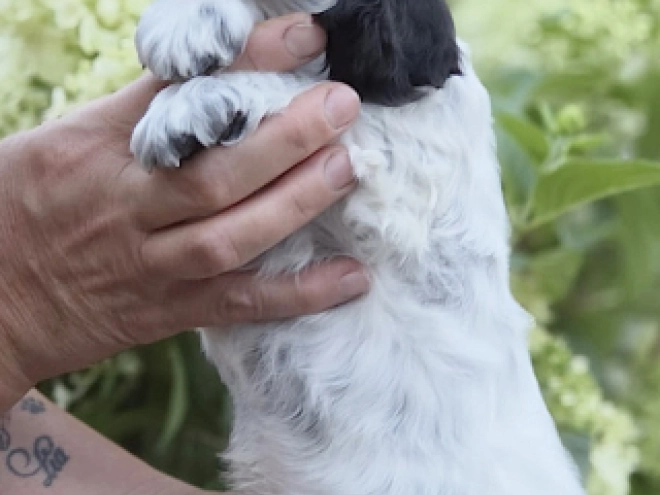 Englischer Cocker Spaniel Welpe kaufen