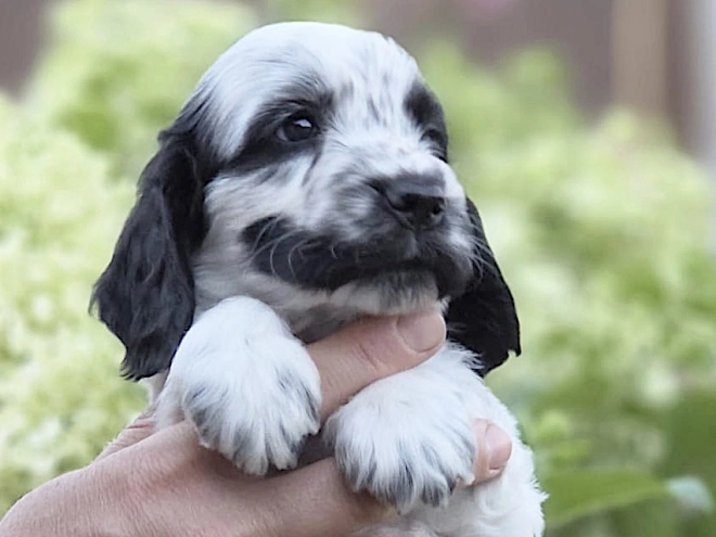 Englischer Cocker Spaniel Welpe kaufen