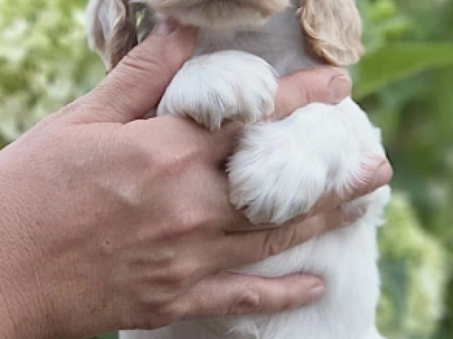 Englischer Cocker Spaniel Welpe kaufen