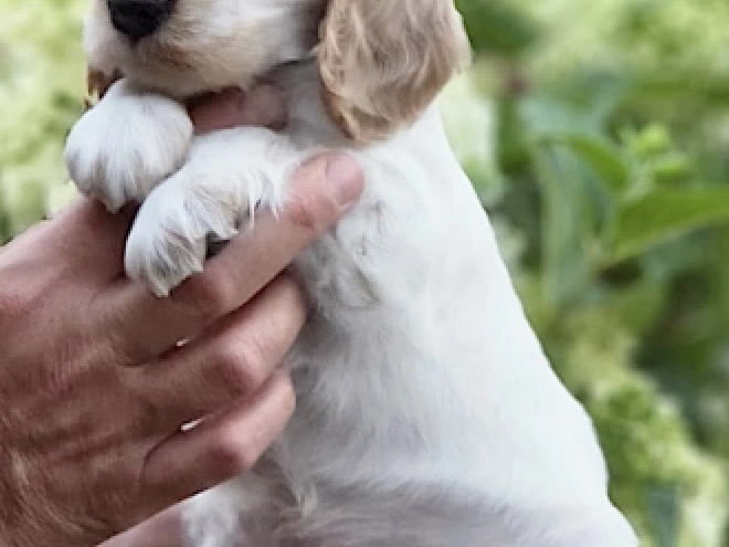Englischer Cocker Spaniel Welpe kaufen