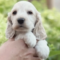 Laptop, orange roan English Cocker Spaniel for sale