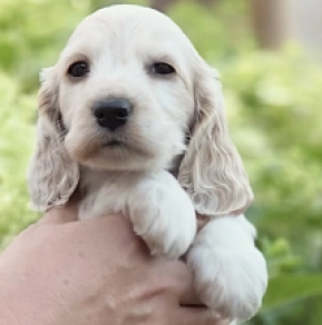 Englischer Cocker Spaniel Welpe kaufen