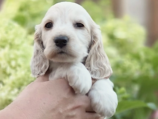 Englischer Cocker Spaniel Welpe kaufen