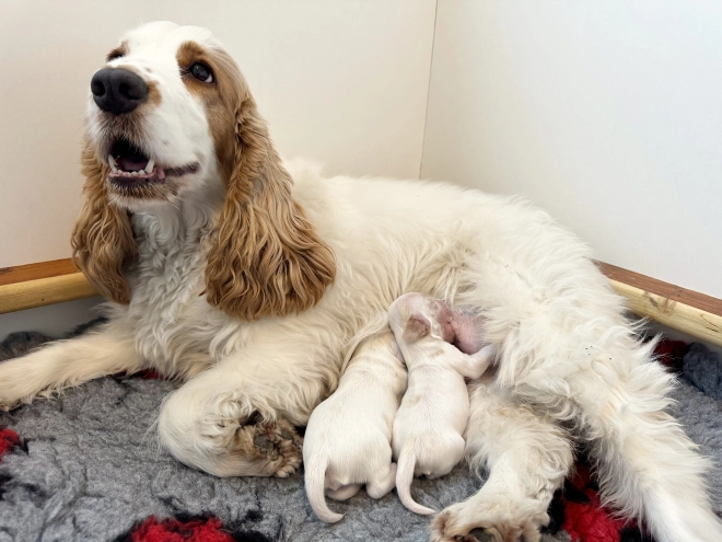 Englischer Cocker Spaniel Welpe kaufen