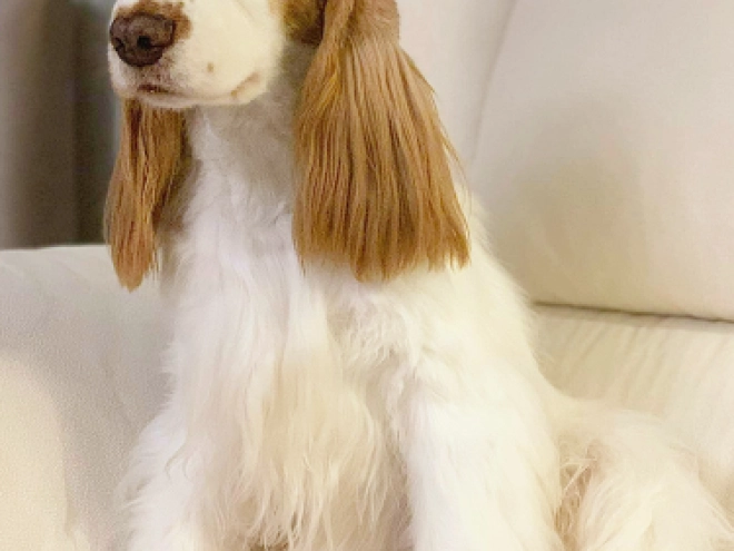 Englischer Cocker Spaniel Welpe kaufen