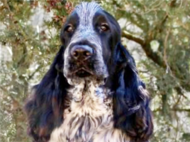 Englischer Cocker Spaniel Welpe kaufen