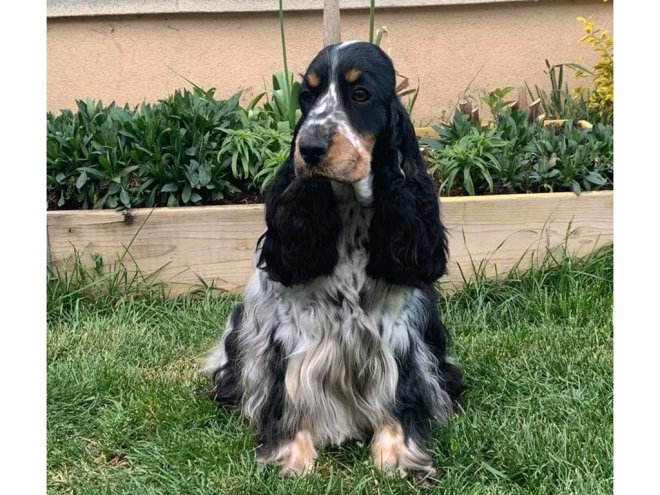 Englischer Cocker Spaniel Welpe kaufen
